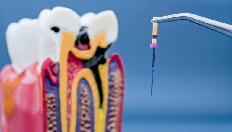 Model of a tooth demonstrating a root canal